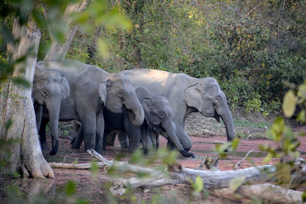 Jim corbett