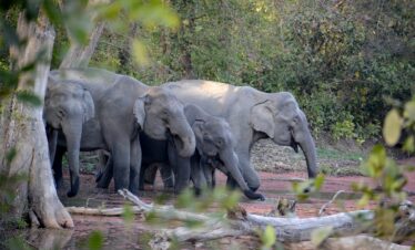 Jim corbett