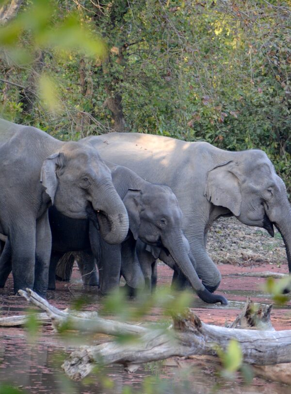 Jim corbett
