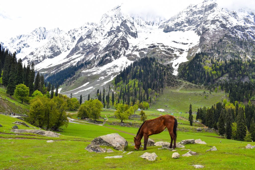 Kashmir - Pahalgham - Himalayan Lama Travels 03