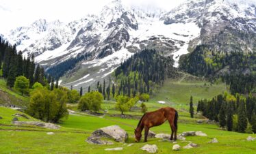 Kashmir - Pahalgham - Himalayan Lama Travels 03