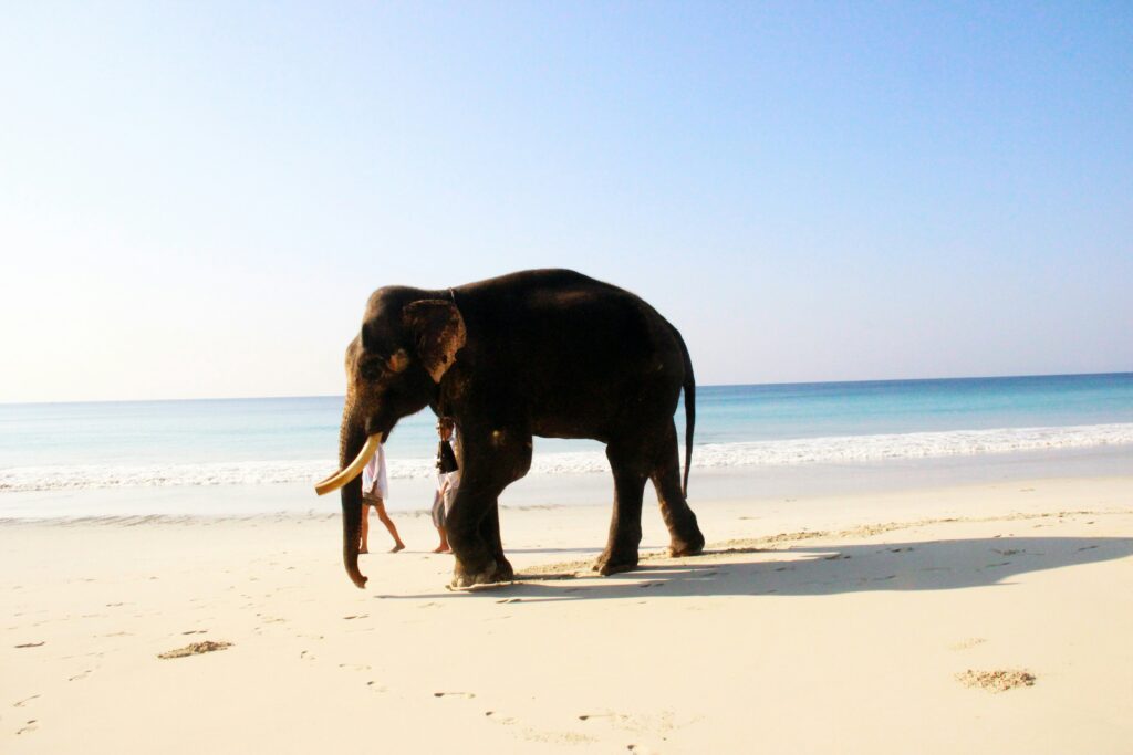 Andman Elephant Beach - Himalayan Lama Travels