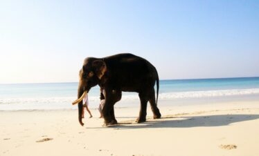 Andman Elephant Beach - Himalayan Lama Travels